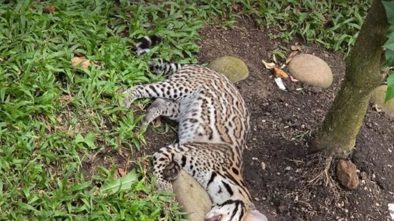 Autoridades ambientales investigan muerte de tigrillo encontrado en Santander