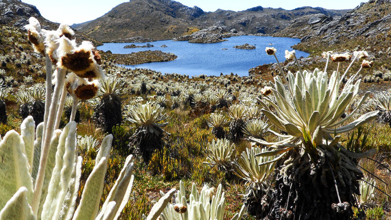 Santurbán, una reserva de agua que vuelve al centro del debate en Santander