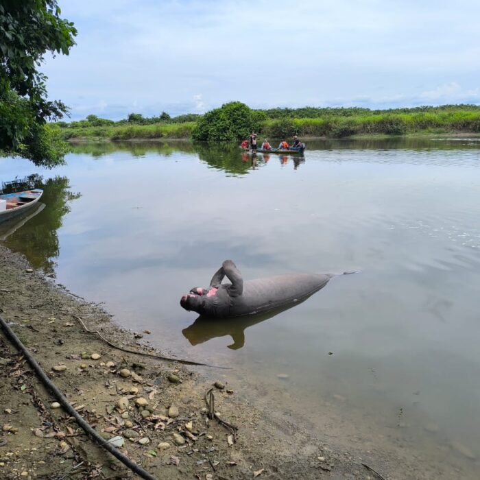 “Es muy triste y preocupante”: FEDEPESAN rechaza muerte de manatíes y otras especies en el caño San Silvestre