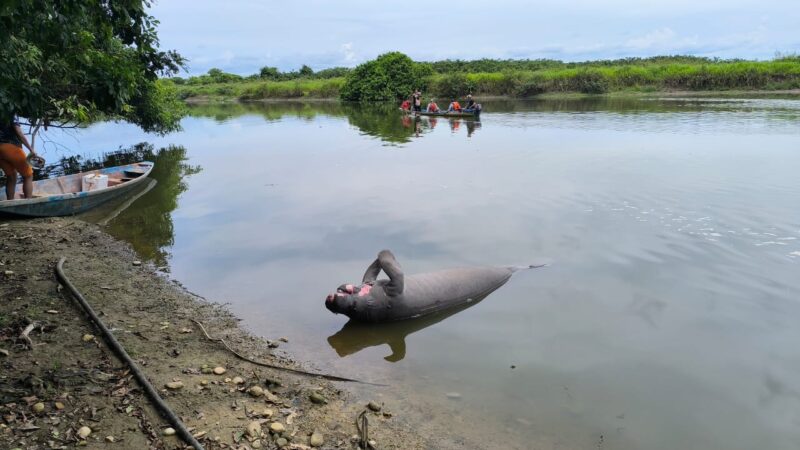 “Es muy triste y preocupante”: FEDEPESAN rechaza muerte de manatíes y otras especies en el caño San Silvestre