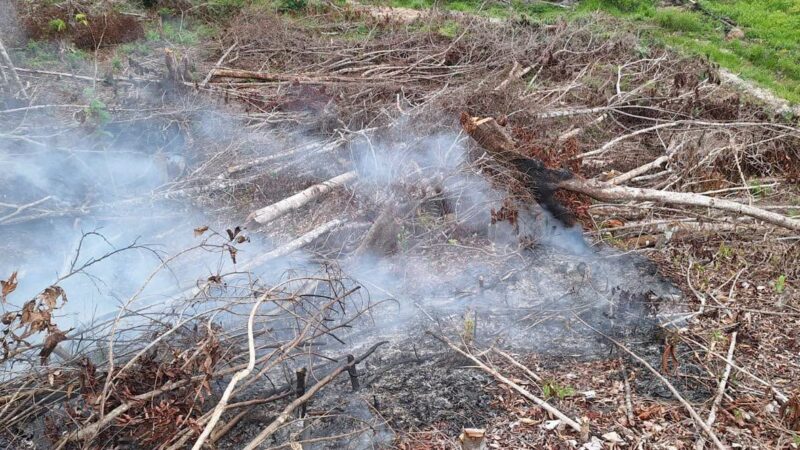Lluvias ayudan a contener incendio forestal que afectó más de 30 hectáreas en Sabana de Torres